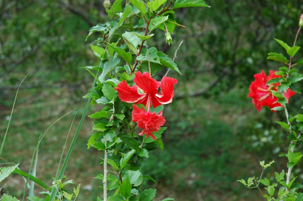 Yukurinaresort Okinawa Garden House Motobu Luaran gambar